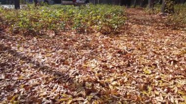 Autumn Riverbank Drone Flyover with Fallen Leaves  Scenic Nature Aerial View