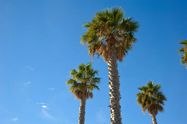 Stora palmer — Stockfoto
