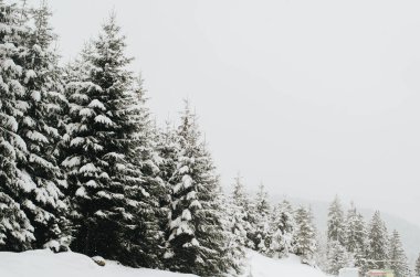 Dağlardaki ormanın kış manzarası, Karpatlar 'ın Ukrayna' sında karla kaplı güzel Noel ağaçları. 
