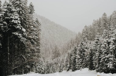 Dağlardaki ormanın kış manzarası, Karpatlar 'ın Ukrayna' sında karla kaplı güzel Noel ağaçları. 
