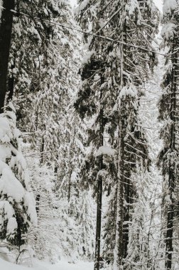Dağlardaki ormanın kış manzarası, Karpatlar 'ın Ukrayna' sında karla kaplı güzel Noel ağaçları. 