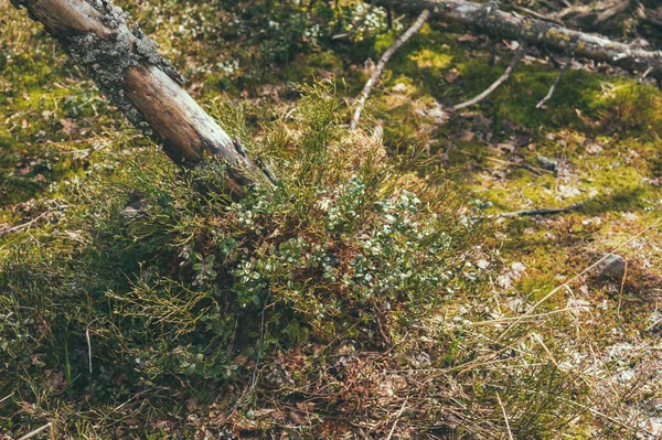 Forêt printanière dense — Photo