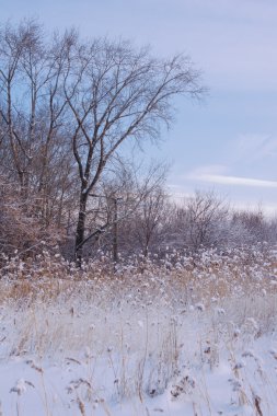 Güzel kış manzarası