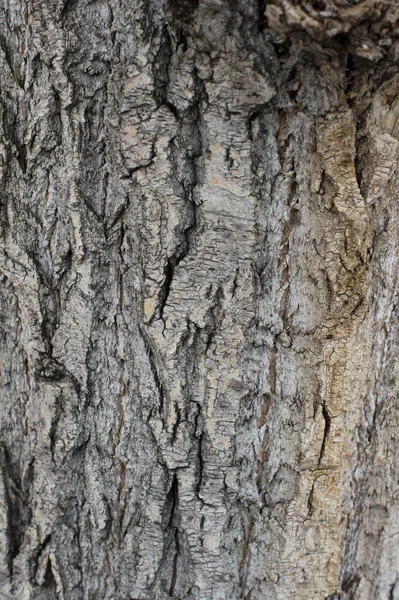 오래 된 나무 껍질. — 스톡 사진