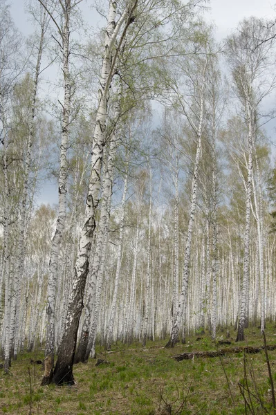 Forêt printanière sur le lac Arakul — Photo