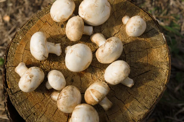 Bunch of mushrooms  lies on the stump — Stock Photo, Image