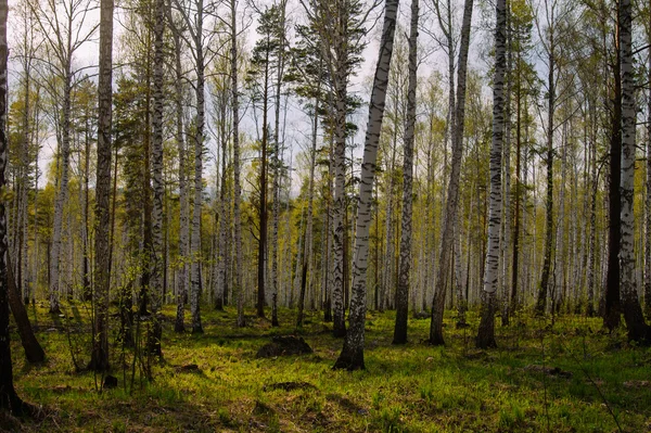 Forêt printanière sur le lac Arakul — Photo