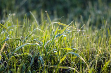 küçük yeşil çimenlerin üzerinde çiy damlaları
