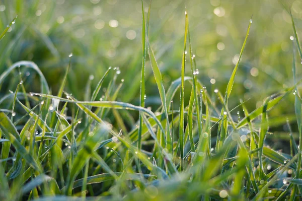 Pequenas gotas de orvalho na grama verde — Fotografia de Stock