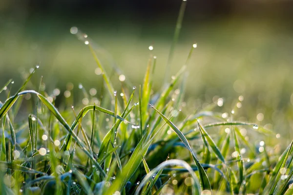 Pequenas gotas de orvalho na grama verde — Fotografia de Stock