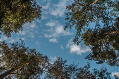 Mavi gökyüzü Pines tops