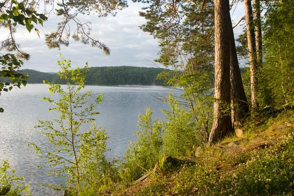 Sunny morning on the shore of the forest lake — Stock Photo, Image