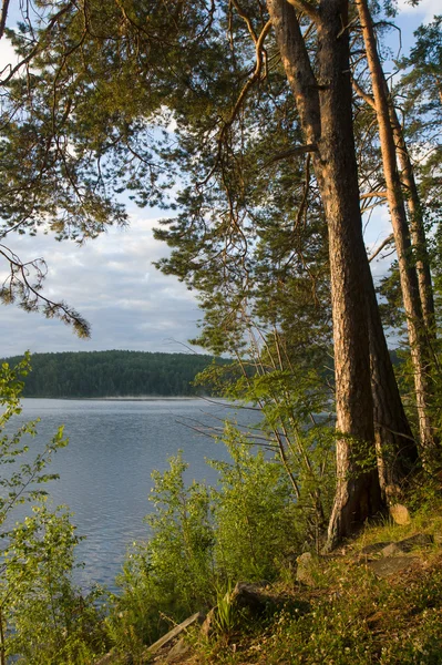Mañana soleada en la orilla del lago del bosque — Foto de Stock