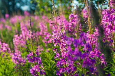 çeşitli çiçekler ve bitkiler.