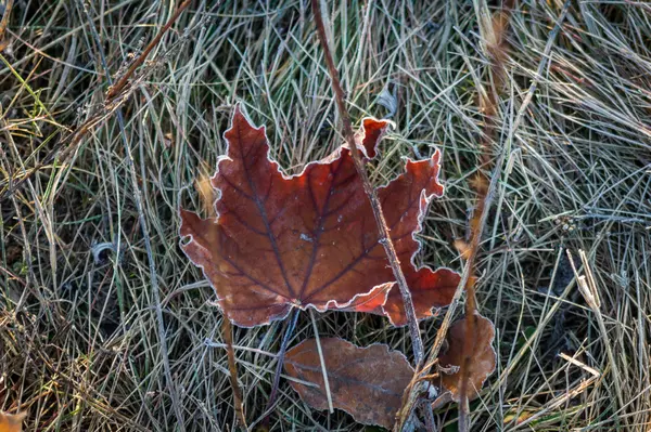 秋には紅葉し、植物は霜で覆われて — ストック写真