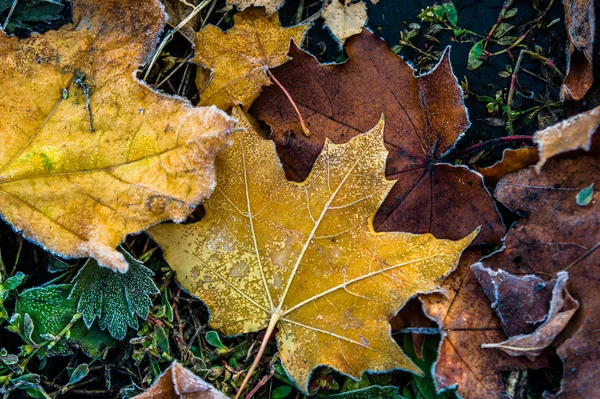 Colorful autumn leaves and plants covered with frost — Stock Photo, Image