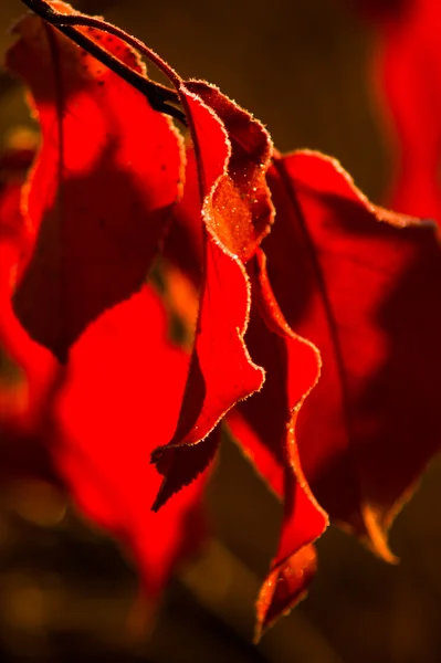 Barevné podzimní listí a rostliny pokryté mrazem Royalty Free Stock Obrázky