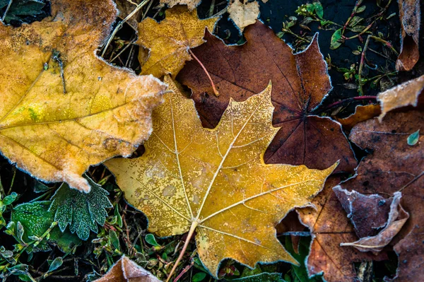 Barevné podzimní listí a rostliny pokryté mrazem Stock Obrázky