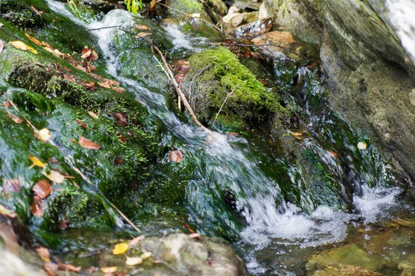 Source de montagne pure coule parmi les pierres couvertes de mousse — Photo