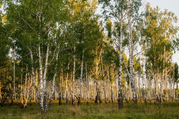 Forêt de bouleaux éclairée par le soleil couchant — Photo