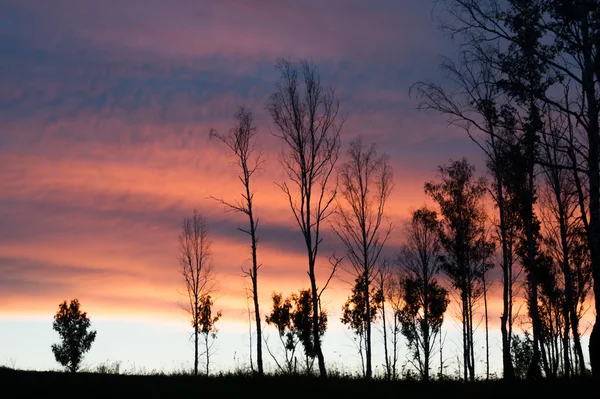 Siluety stromů na pozadí při západu slunce obloha Royalty Free Stock Fotografie