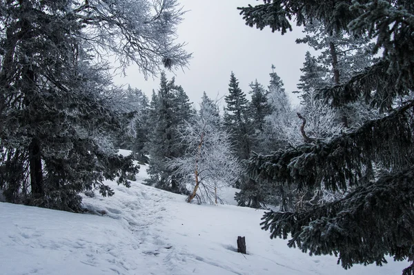 Verschneiter Wald an den Hängen des Berges. — Stockfoto