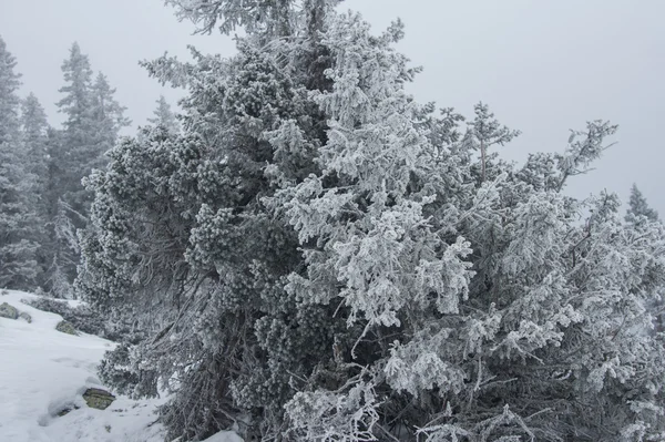 白雪覆盖的森林，山的山坡上. — 图库照片