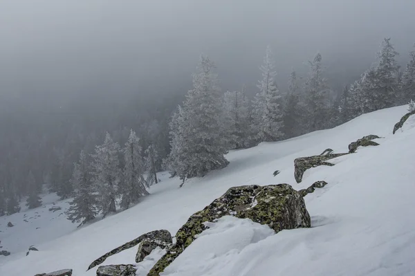 Snötäckt skog på sluttningarna av berget. — Stockfoto