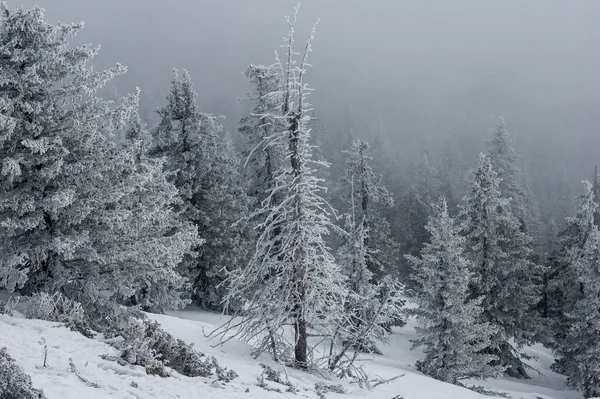 Sneeuw bedekte bos op de hellingen van de berg. — Stockfoto