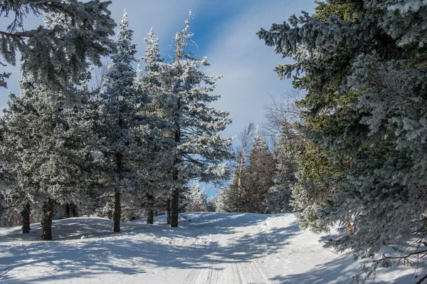 Forêt enneigée sur les pentes de la montagne . — Photo