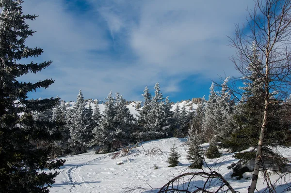 山の斜面に雪に覆われた森. — ストック写真