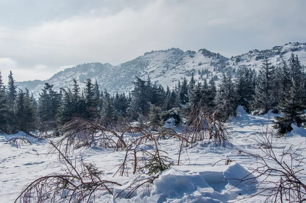 山の斜面に雪に覆われた森. — ストック写真