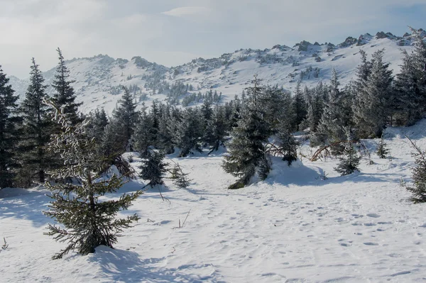 Verschneiter Wald an den Hängen des Berges. — Stockfoto