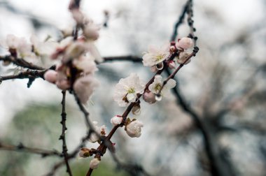 çiçek çiçeklenme kayısı ağacı yaprakları ve gökyüzü arka plan üzerinde