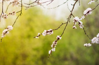 çiçek çiçeklenme kayısı ağacı yaprakları ve gökyüzü arka plan üzerinde