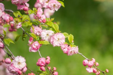 Bahar Parkı pembe kiraz çiçekleri