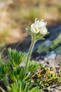 Küçük beyaz çiçekler büyüme dağın zirvesinde