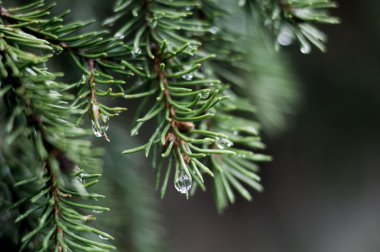 Yağmur damlaları çam dalları biter. derin bokeh.