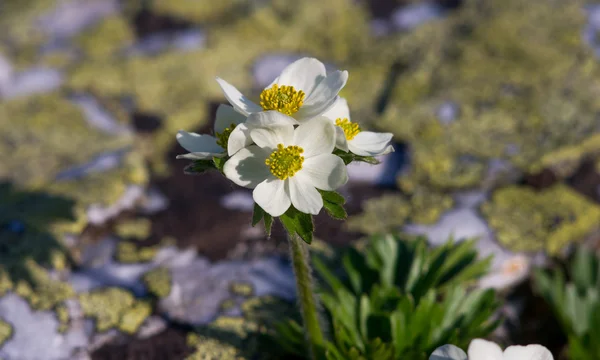 Małe białe kwiaty objawiającą na szczycie góry — Zdjęcie stockowe