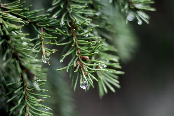 モミの枝の両端に雨滴。深いボケ. — ストック写真