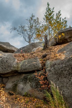 Göl Arakul sonbahar orman