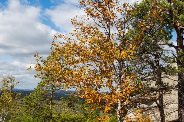 Forêt d'automne sur le lac Arakul — Photo