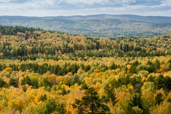 Forêt d'automne sur le lac Arakul — Photo