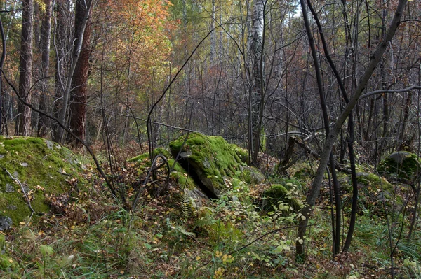 Forêt d'automne sur le lac Arakul — Photo