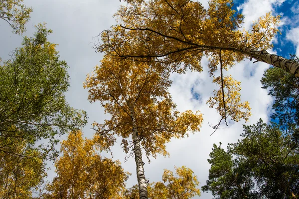 Forêt d'automne sur le lac Arakul — Photo