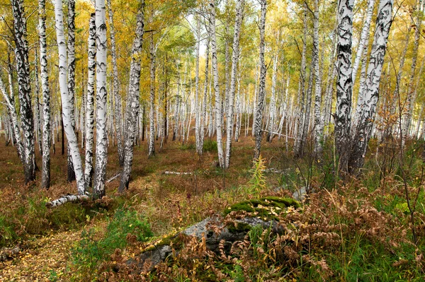 Forêt d'automne sur le lac Arakul — Photo