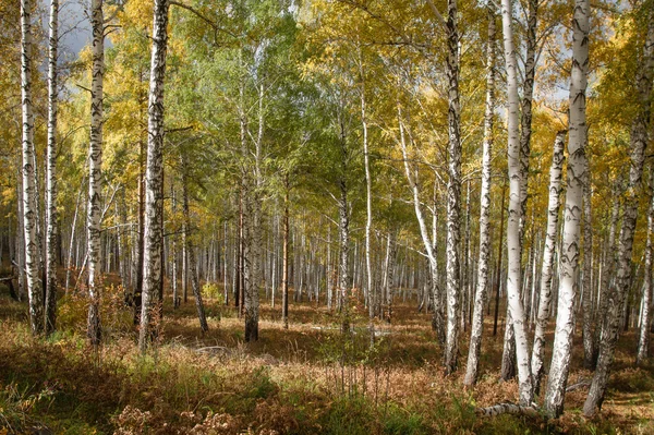 Forêt d'automne sur le lac Arakul — Photo