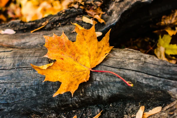 Maple leaf lying on a log — Stock Photo, Image