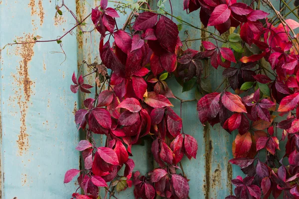 Leaves of wild grapes on the background wall — Stock Photo, Image