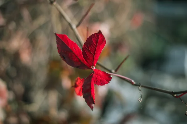 Red leaves of wild grapes — Stock Photo, Image